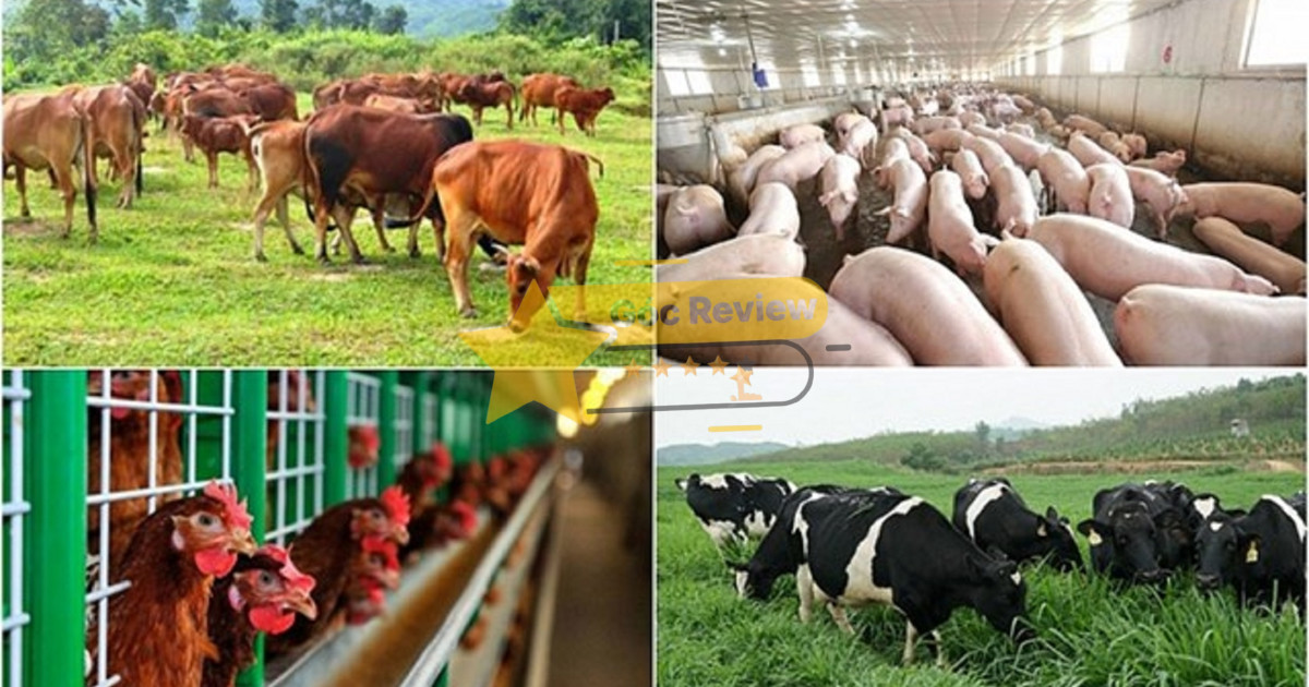 Ngành nghề kinh doanh chính của VLC