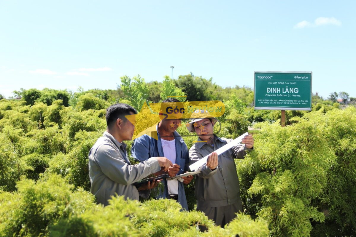 Con đường sức khỏe Xanh