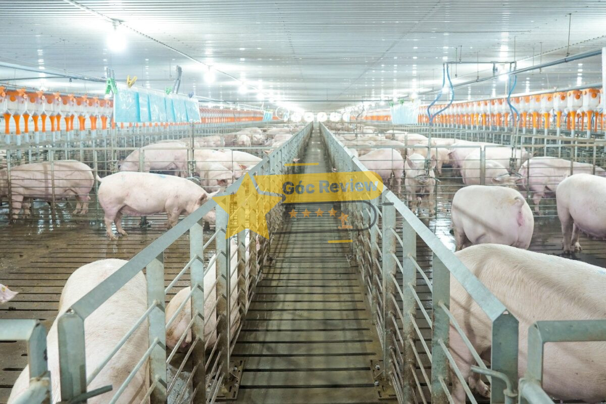 Công nghệ chăn nuôi hiện đại tại các trang trại (Farm) của BAF