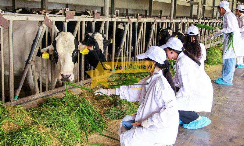 FARM Trang trại chăn nuôi hiện đại - Chuẩn quốc tế