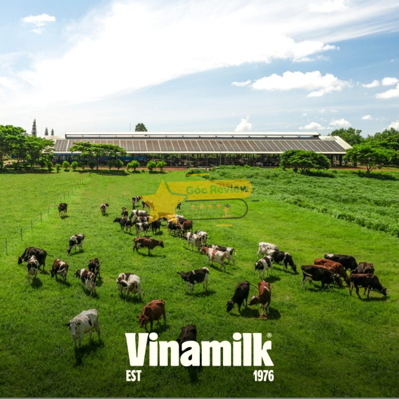 Hệ thống Trang trại bò sữa hiện đại và quy mô hoạt động