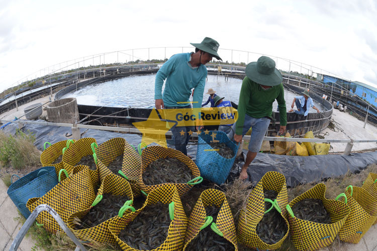 Chất lượng sản phẩm thủy sản VINA CLEANFOOD có tốt không?