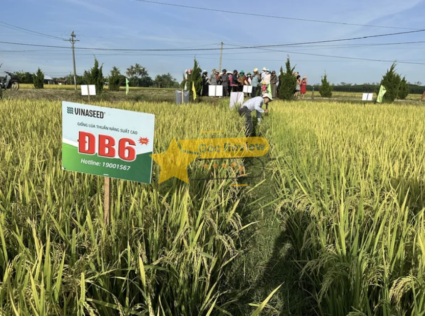 Phản hồi từ nông dân và đối tác Trải nghiệm thực tế về VINASEED