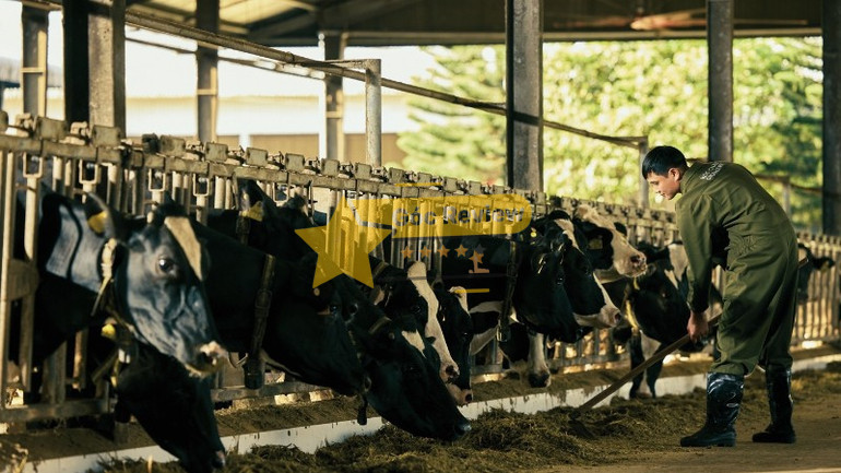 Trải nghiệm thực tế và đánh giá từ người dùng về Mộc Châu Milk